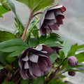 Hellebore Perennial Plant 5.25" Pot Dashing Groomsmen Lenten Rose Helleborus orientalis Evergreen Flower