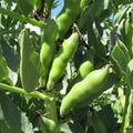 Broad Windsor Fava Bean Seeds - 20+ Count, Cold Tolerant, Vicia faba, Nutritious, Easy to Grow, Soil Enriching, Spring Planting