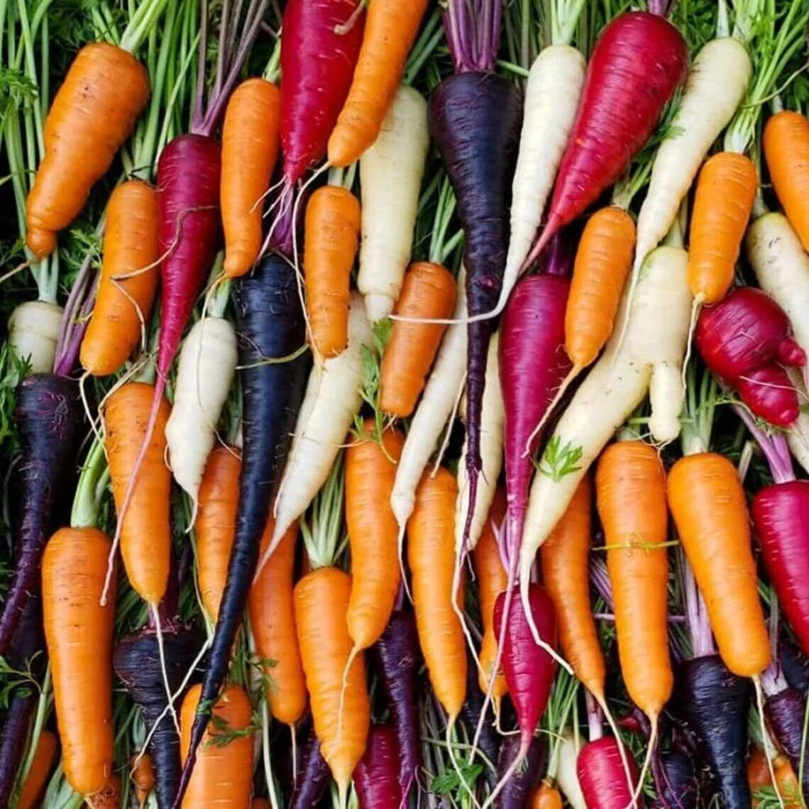 Rainbow Blend Carrot Seeds – Colorful Exotic Varieties, Daucus carota, 300 Seeds for Home Garden, Container, and Raised Bed Planting
