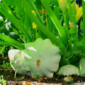 Bennings Green Tint Scallop Summer Squash Seeds, Non-GMO Cucurbita pepo, Vegetable Seeds for Garden, Compact Bush Plant
