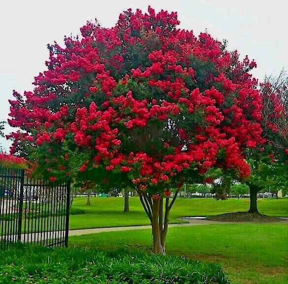 Crape Myrtle Tree Seeds - Lagerstroemia Indica - Lilac Flowering Plant for Garden, Landscaping, Ornamental, Fast Growing
