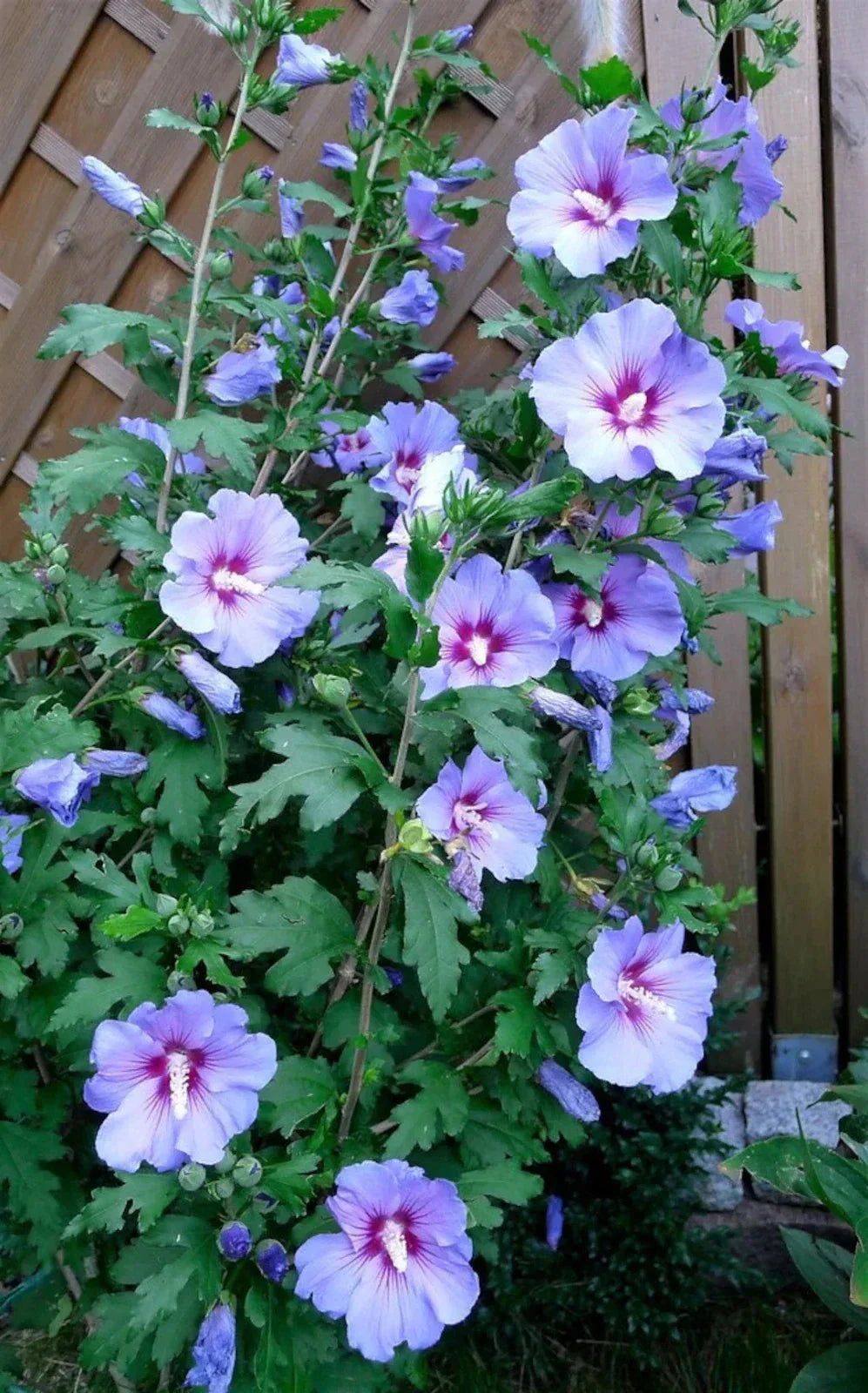 Live Rose of Sharon Plant - Blue Bird Variety | Hibiscus syriacus with Blue/Violet Flowers