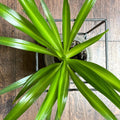 Solid Green Spider Plant Pups 3-5" Chlorophytum Comosum Fresh Cuttings for Indoor Decor