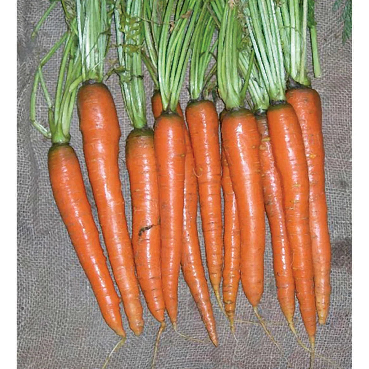 Carrot Seeds - Imperator 58 Variety - Organic Daucus carota Heirloom Seeds for Home Garden & Farming