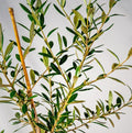 Live Arbequina Olive Tree – Rooted Indoor Outdoor Plant – Olea europaea – Small, Drought-Tolerant, Container Gardening