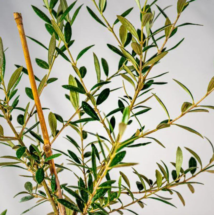 Live Arbequina Olive Tree – Rooted Indoor Outdoor Plant – Olea europaea – Small, Drought-Tolerant, Container Gardening