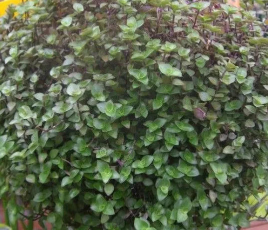 Dwarf Bolivian Wandering Jew Cuttings - 10 Pieces - Tradescantia Minima Callisia Repens Indoor Plant