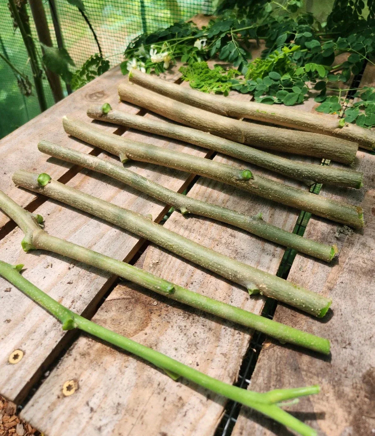 Moringa oleifera Cuttings - 8 Drumstick Tree Planting Material - Fast-Growing, Nutrient-Rich, Suitable for Gardens