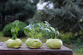 Kohlrabi Cabbage Seeds - 500+ Pack, Brassica oleracea, Vegetable Garden Seeds, Non-GMO, Heirloom, USA Grown, Free Shipping