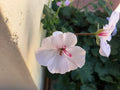 Ivy Geranium Cuttings 8 Pack Soft Pink Pelargonium peltatum for Rooting, Trailing Flowering Plant