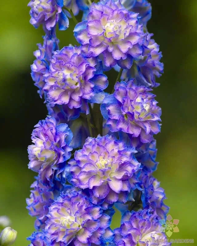 Highlander Bolero Delphinium Seeds – 200+ Premium Non-GMO Seeds for Garden, Blue & Lavender Blooms, Perennial, Delphinium elatum