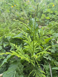 Western Red Cedar Seedlings 4-8" Bare Root Thuja Plicata PNW Grown for Landscaping & Privacy Screens