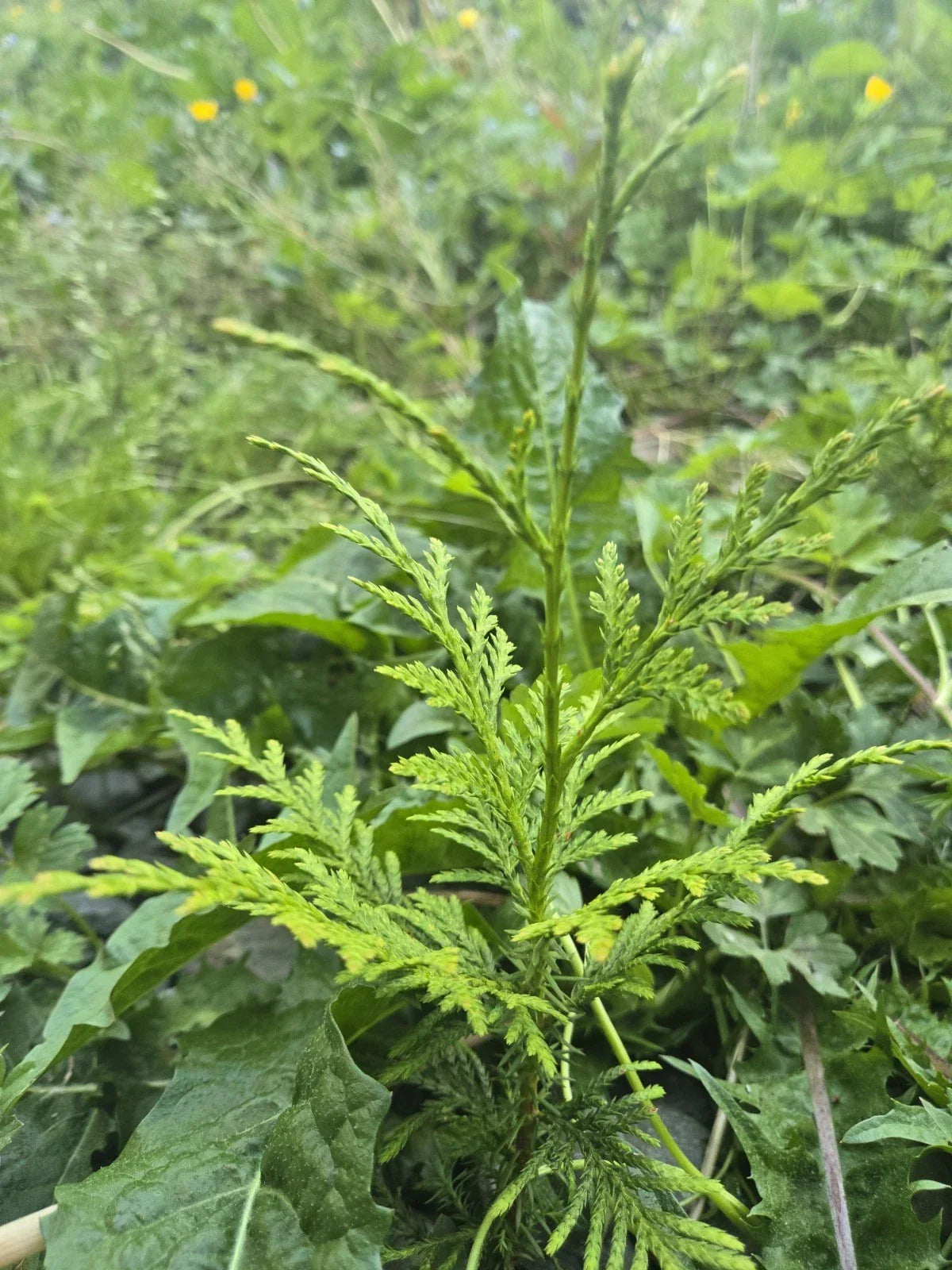 Western Red Cedar Seedlings 4-8" Bare Root Thuja Plicata PNW Grown for Landscaping & Privacy Screens