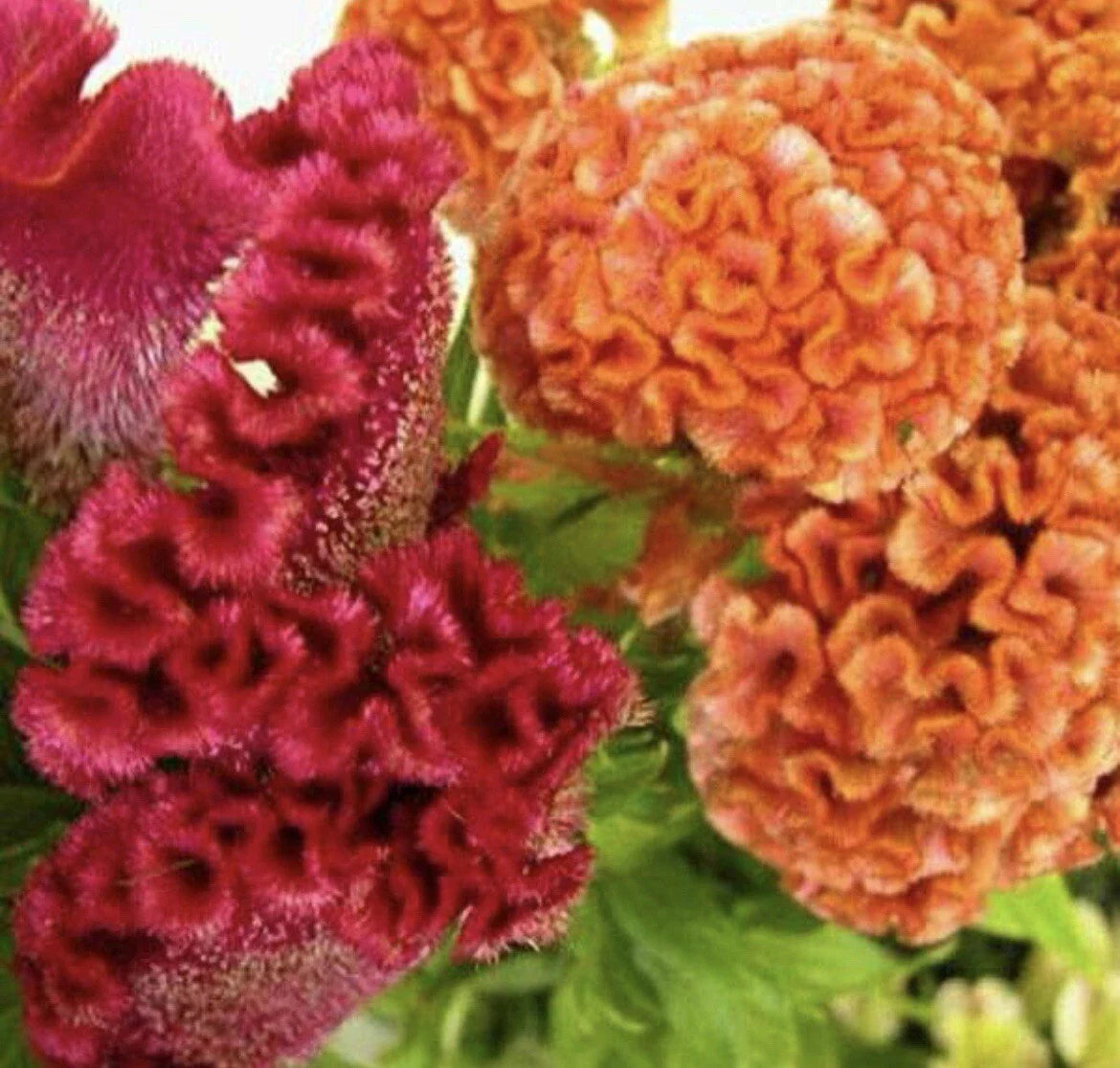 Celosia Seeds Pack | Over 200 Celosia Cristata (Cockscomb) Flower Seeds for Gardens & Containers