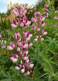Rodeo Rose Lupine Seeds - 25+ Pack, Pink & Purple Flowers, Perennial, Lupinus polyphyllus, Garden Planting, Attracts Pollinators