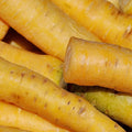 Solar Yellow Carrot Seeds - 1000+ Non-GMO Heirloom Daucus carota for Garden Planting