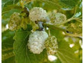 White Mulberry Tree Bare Root 1-2ft Tall Morus alba Fast Growing Hardy Zones 3-9