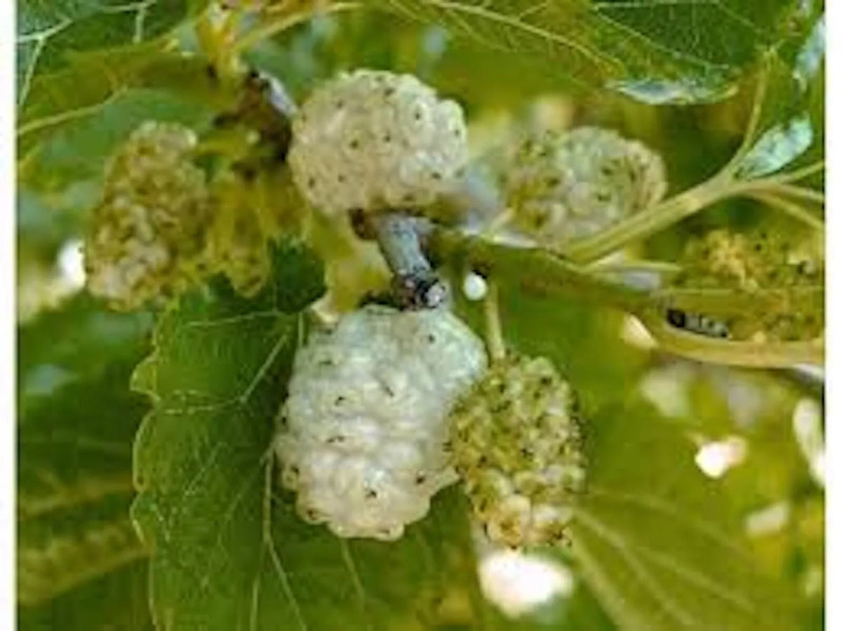 White Mulberry Tree Bare Root 1-2ft Tall Morus alba Fast Growing Hardy Zones 3-9