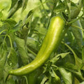 Anaheim Chile Pepper Seeds - Heirloom Green Variety - 2,500 Scoville - Capsicum annuum, Perfect for Salsas & Cooking