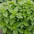 Dwarf Greek Basil Seeds - 200+ Non-GMO Culinary Herb for Cooking - Ocimum basilicum 'Greek'