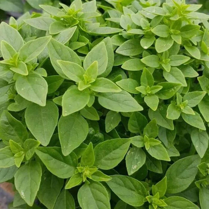 Dwarf Greek Basil Seeds - 200+ Non-GMO Culinary Herb for Cooking - Ocimum basilicum 'Greek'