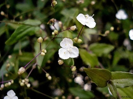 Gibasis Geniculata Indoor Houseplant - Blooming White Tahitian Bridal Veil Wandering Jewel, Trailing Vines, Low Maintenance