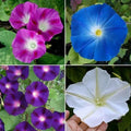Morning Glory Seeds - TOP O' THE MORNING Mix Tall Vine - Non-GMO, Hummingbird & Butterfly Attracting, Ipomoea purpurea, 100 Seeds