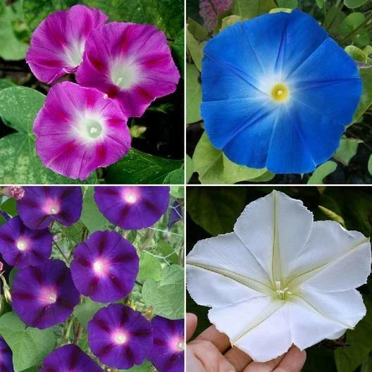 Morning Glory Seeds - TOP O' THE MORNING Mix Tall Vine - Non-GMO, Hummingbird & Butterfly Attracting, Ipomoea purpurea, 100 Seeds