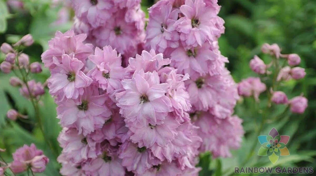 Delphinium Seeds - 200+ Million Dollar Blush Pink Flowers - Garden Flower Seeds for Borders & Cut Flowers - USA Grown
