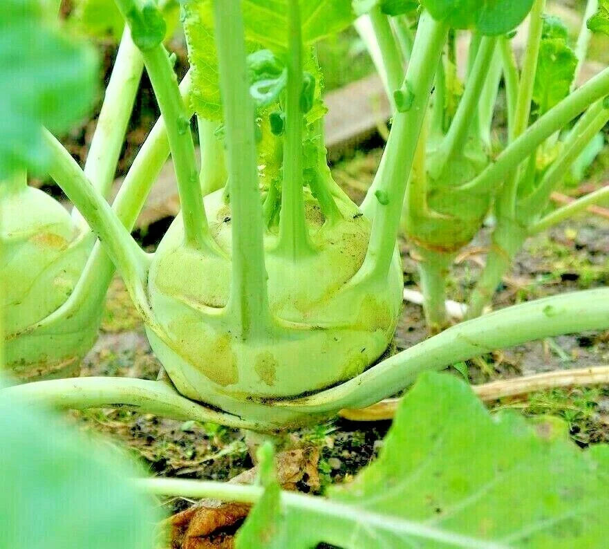 Giant Kohlrabi Seeds - 1000 Non-GMO Heirloom Brassica oleracea for Microgreens & Salads