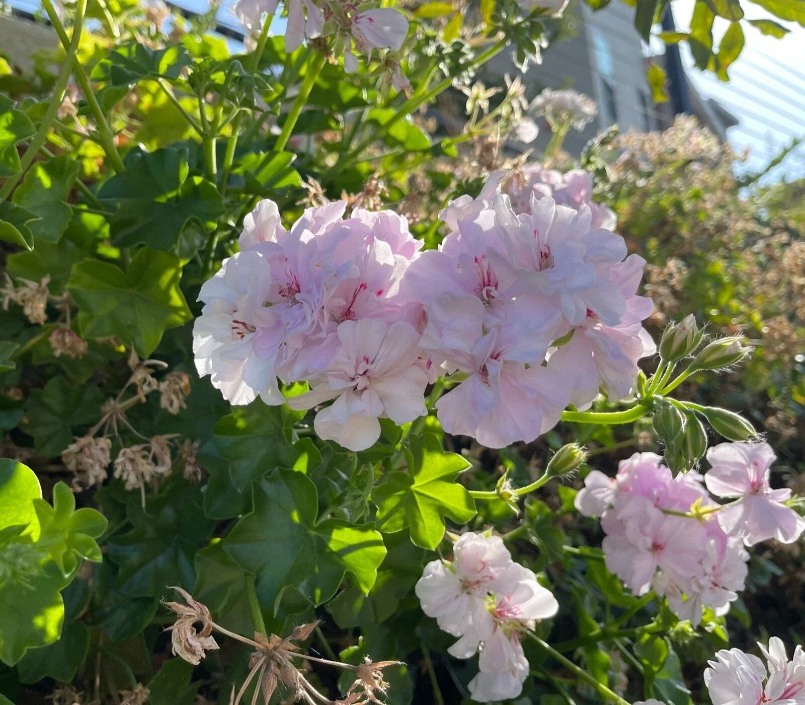 White Pink Pelargonium Peltatum Trailing Ivy Geranium Live Plant Cuttings – Indoor/Outdoor, Cascading, Drought-Tolerant, 2x6"