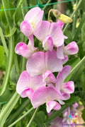 Pink Pearl Sweet Pea Seeds - Perennial Climbing Vine, 50+ Seeds, Fragrant Pink Flowers, Lathyrus latifolius Garden Plants