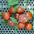 Black Truffle Tomato Seeds - Indeterminate, Non-GMO, Solanum lycopersicum, Rich Flavor, High Yield, Home Garden, Container Gardening