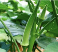 Clemson Spineless Okra Seeds – Organic Non-GMO Vegetable Seeds for Full Sun Garden – Abelmoschus esculentus, 25 Pack