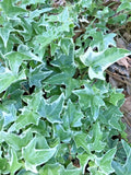Variegated Ivy Ground Cover Plants Set of 7 | Hedera helix | Live Bare Root 4"-8" for Shade & Indoor Gardens