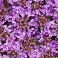 Creeping Thyme Seeds, Dwarf 6 Inch Ground Cover, Thymus serpyllum, Non-GMO, Pollinator-Friendly, Drought-Resistant