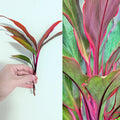 Cordyline Fruticosa Bare Cuttings – Tropical Green Red Houseplant Propagation – Easy to Grow, Rare Indoor/Outdoor Plant