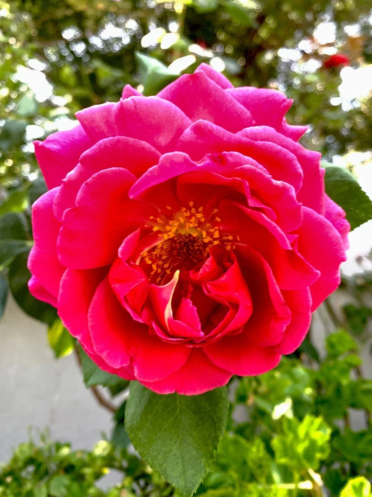 Pink Fragrant Rose Cuttings, 6 Inch, Rosa spp., Garden Propagation, No Roots, Pink Bloom, Fragrant Rose Plant Cuttings