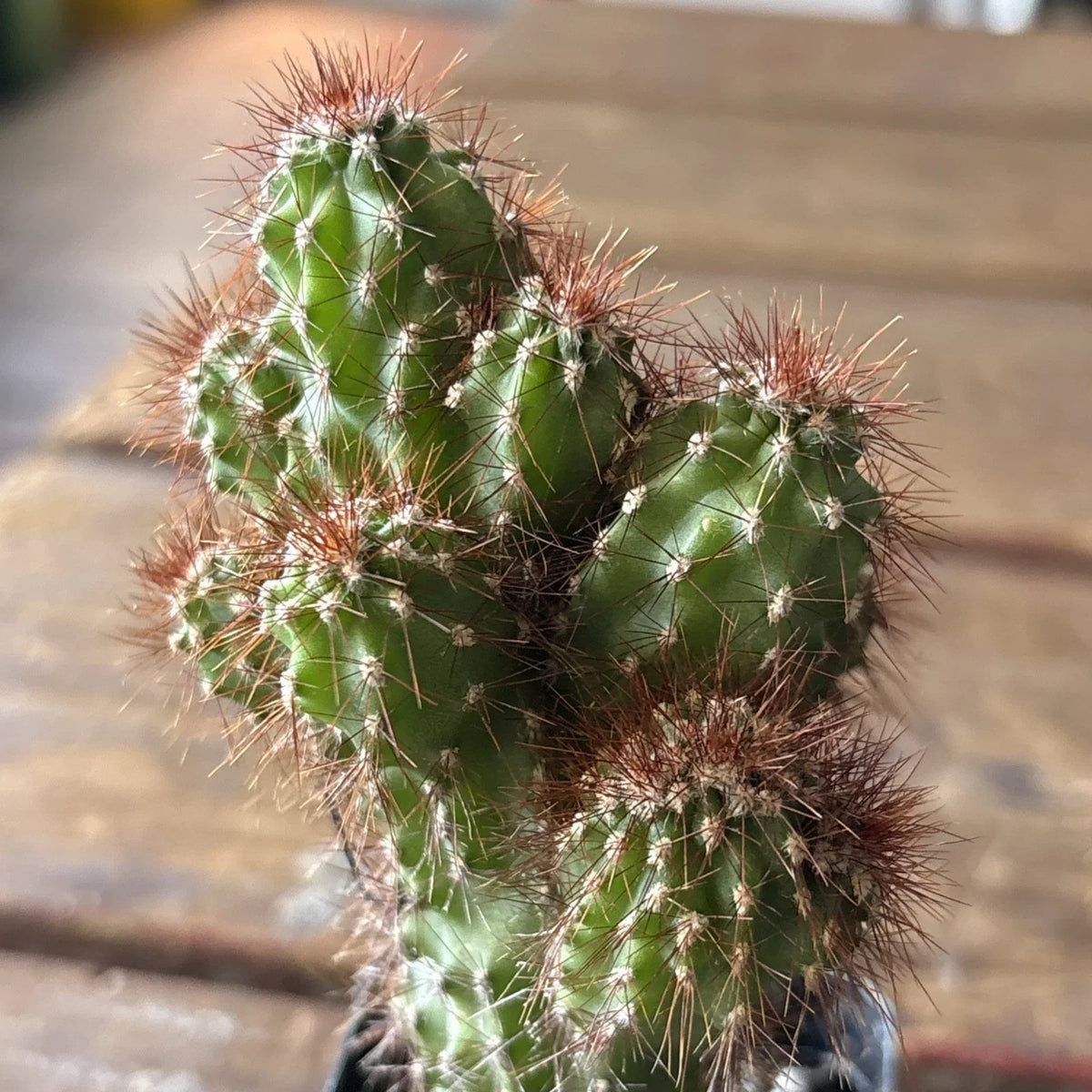 Cereus Rapandus Monstrose Plant - Unique Peruvian Cactus for Indoor & Outdoor Gardens