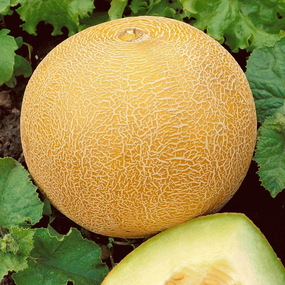 Organic Heirloom Cantaloupe Seeds - 41+ Melon Fruit for Summer Garden - Non-GMO, Easy to Grow Cucumis melo