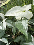 Syngonium Albo Cuttings | White Variegated Arrowhead Plant | Live Houseplant Propagation Cuttings | Syngonium podophyllum