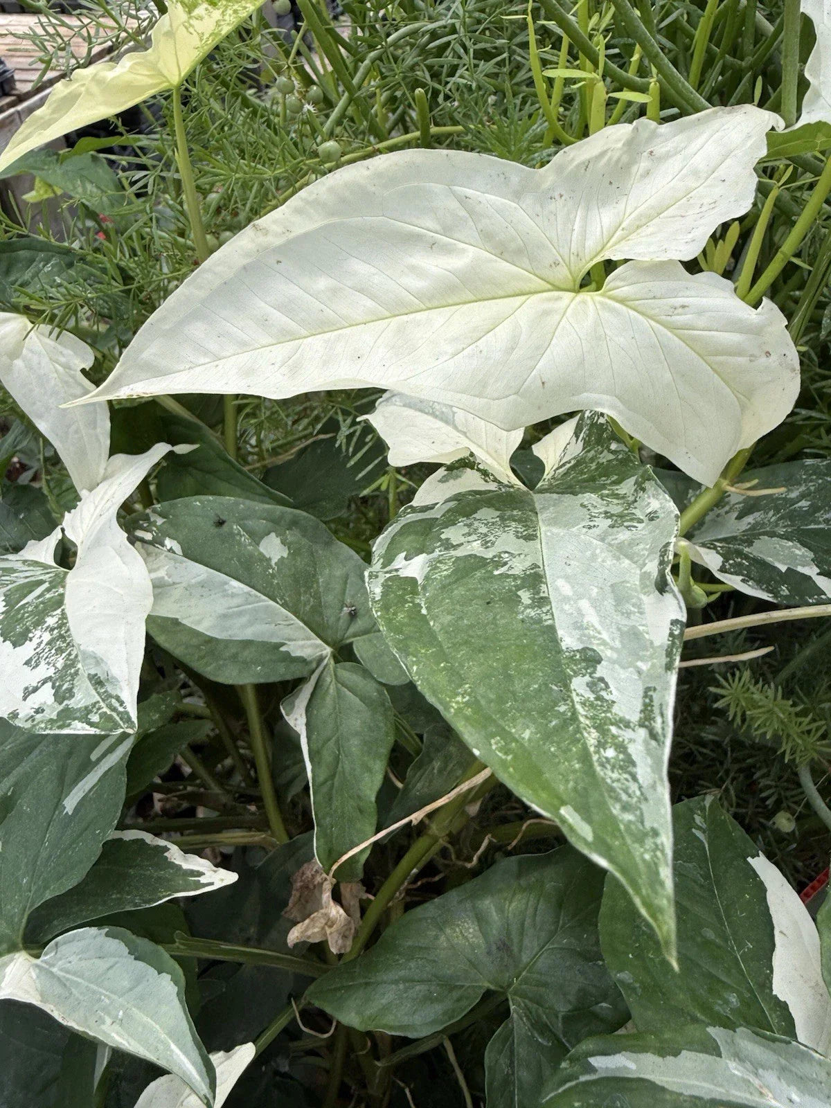 Syngonium Albo Cuttings | White Variegated Arrowhead Plant | Live Houseplant Propagation Cuttings | Syngonium podophyllum