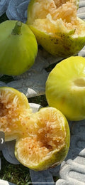White Marseilles Fig Cuttings - Ficus carica for Propagation & Gardening, Fresh Plant Clippings