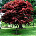 Red Japanese Maple Tree Seeds - Bloodgood Variety - Acer palmatum atropurpureum for Bonsai & Garden Landscaping