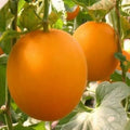 Organic Red Melon Seeds - Heirloom Citrullus lanatus, 20 Pack for Home Gardening & Planting