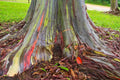 Rainbow Eucalyptus Tree Seeds - Eucalyptus deglupta - Colorful Bark Ornamental Tree for Gardens