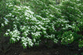 Chinese Dogwood Seeds, 20 Pack, Cornus kousa chinensis, Flowering Ornamental Tree, Deciduous Garden Plant