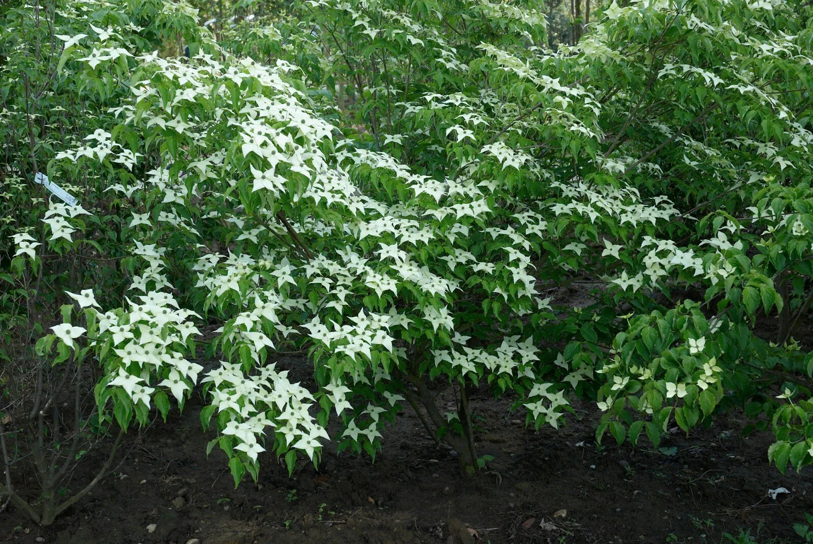 Chinese Dogwood Seeds, 20 Pack, Cornus kousa chinensis, Flowering Ornamental Tree, Deciduous Garden Plant