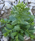 Field Pennycress Seeds – Organic Thlaspi arvense Herb Seeds for Gardens & Cover Crops – 100+ Non-GMO, USDA Certified