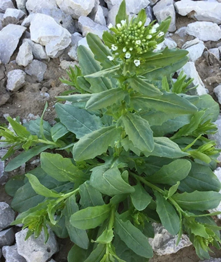 Field Pennycress Seeds – Organic Thlaspi arvense Herb Seeds for Gardens & Cover Crops – 100+ Non-GMO, USDA Certified